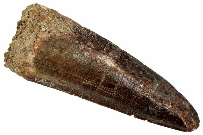 Fossil Spinosaurus Tooth - Real Dinosaur Tooth #353083